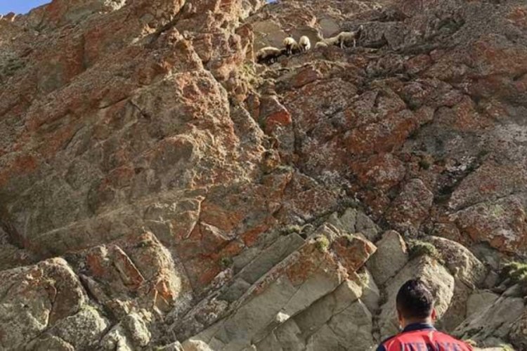 Kayalıklarda mahsur kalan koyunlar kurtarıldı