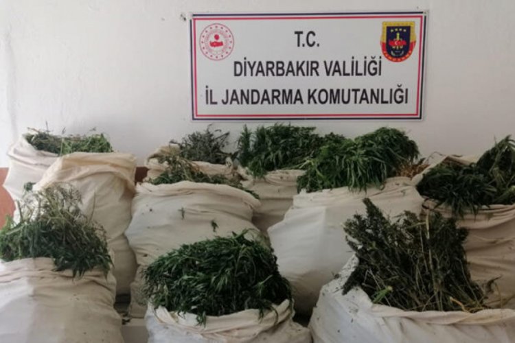 975 bin k&ouml;k kenevir ele ge&ccedil;irildi