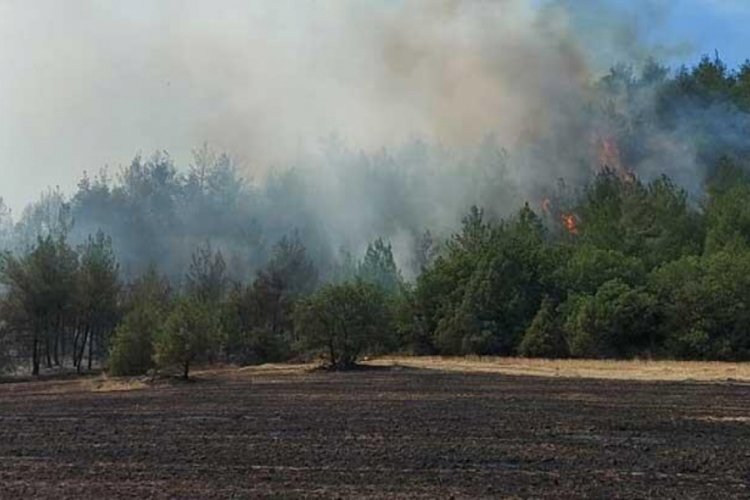 Sakarya'da orman yangını &ccedil;ıktı