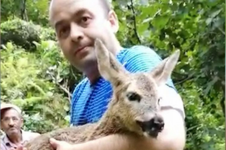 Saldırıya uğrayan yavru karaca kurtarılamadı