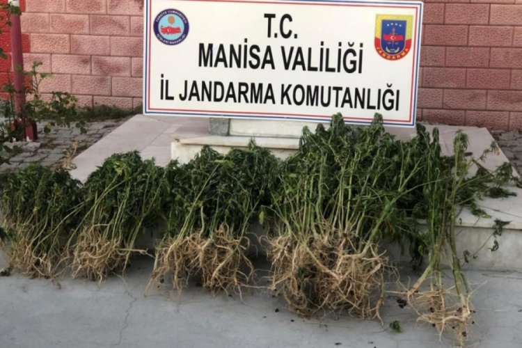 Manisa'da uyuşturucu operasyonu