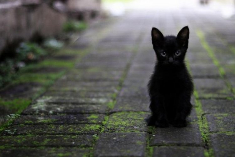 Edirne'de bir hafta i&ccedil;erisinde 3 kedi zehirlenerek &ouml;ld&uuml;r&uuml;ld&uuml;