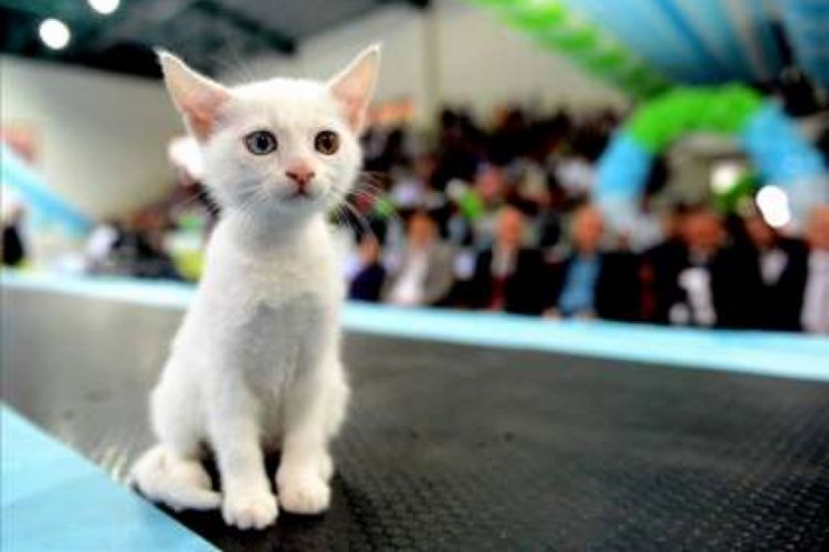Bursa kedi şova ev sahipliği yapacak