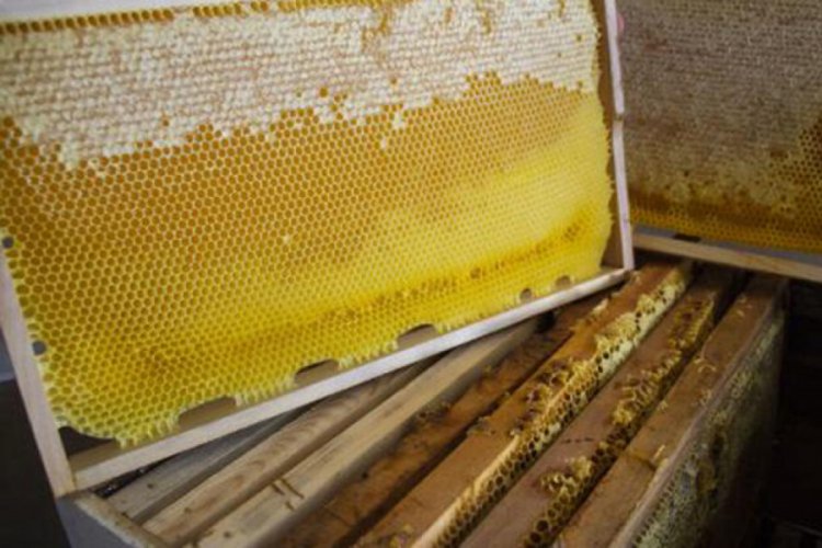 Silivri Belediyesi 450 kilo doğal bal &uuml;retti