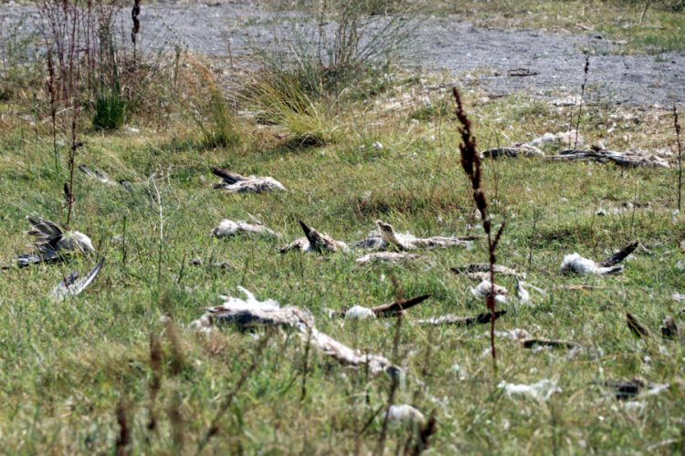 Martı &ouml;l&uuml;mlerinin nedeni; a&ccedil;lık ve stres