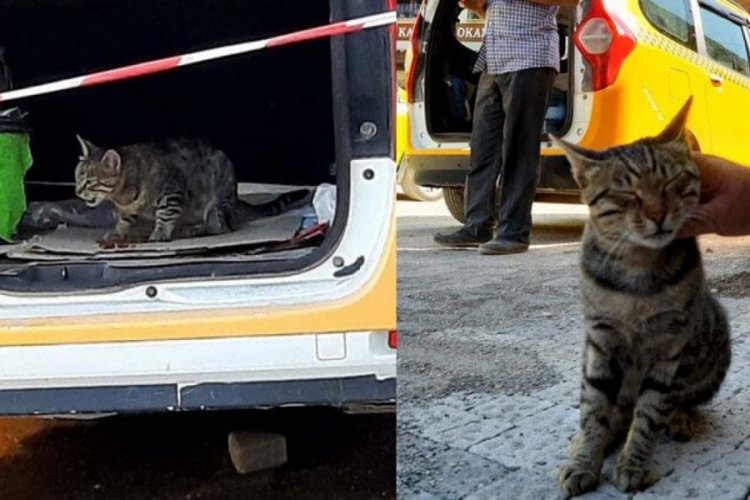 Annesi ölen kedi taksi durağının maskotu oldu Yaşam Haberleri