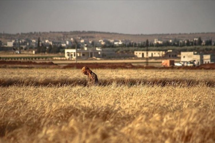 "Esad rejimi zorunlu askerliği reddeden 100 kişiyi mayın tarlasına s&uuml;rd&uuml;" iddiası