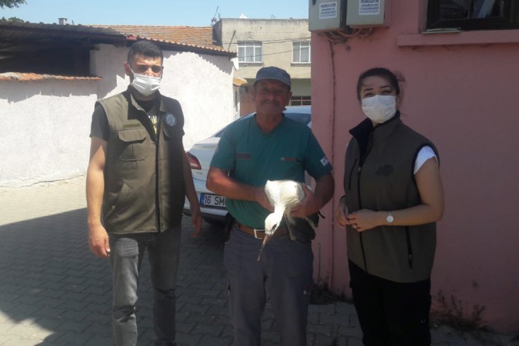 Bursa'da tarlada bulunan yaralı yavru leylek tedaviye alındı