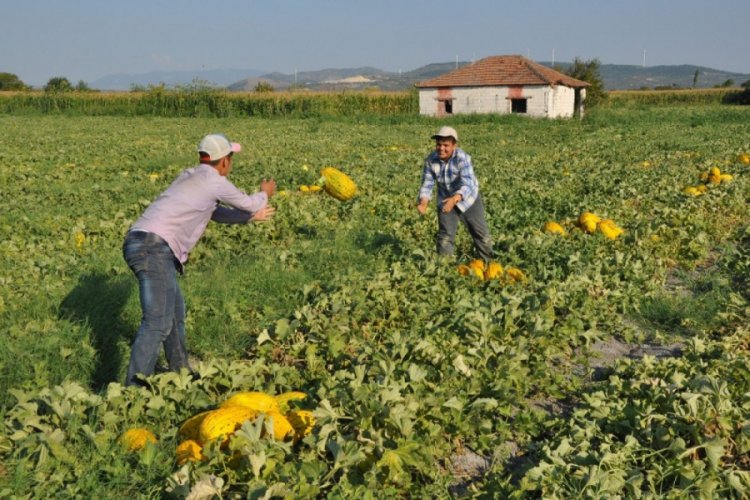 Kırkağa&ccedil; kavununda ilk hasat başladı