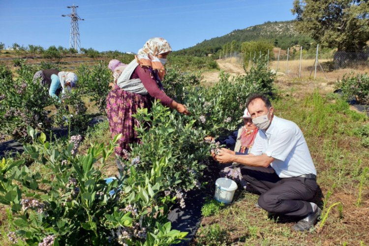 Bursa'nın Orhaneli ilçesinde yetişen yaban mersininin hasadı başladı