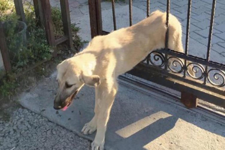 Kapıya sıkışan köpeği itfaiye kurtardı Güncel Haberler