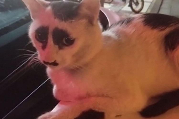 �Üzgün kedi� sosyal medyada ilgi odağı oldu Dünyadan Haberler