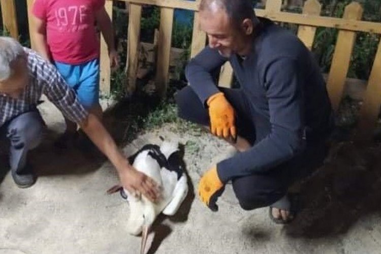 Bursa'da elektik akımına kapılan leylek yaralandı
