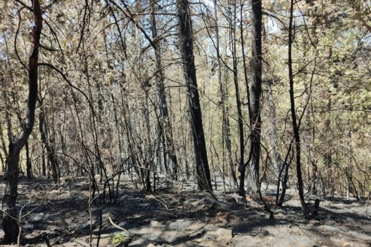 Kızıl&ccedil;am ormanında y&uuml;rek yakan g&ouml;r&uuml;nt&uuml;
