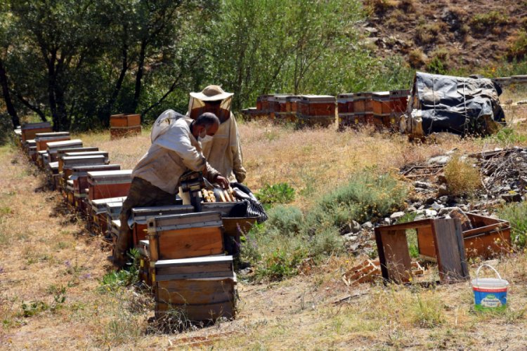 Muş'ta 250 bin kovanda bal sağımına başlandı