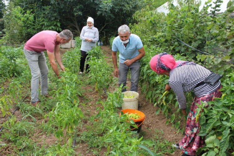 &Ccedil;arşamba Ovası'nda biber hasadı