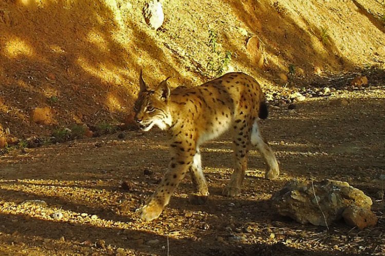 D&uuml;nyada bir ilk! Karakulak ve vaşak aynı b&ouml;lgede