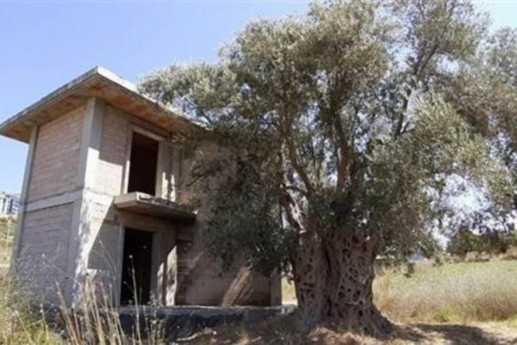 1500 yıllık zeytin ağacının hemen yanına villa yaptılar