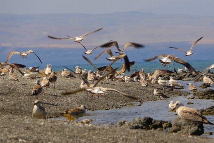 Van G&ouml;l&uuml; kıyıları martı &ouml;l&uuml;lerinden tamamen temizlendi
