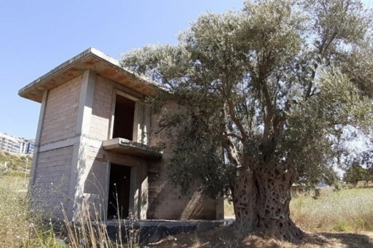 Bin 500 yaşındaki zeytin ağacının dibine villa