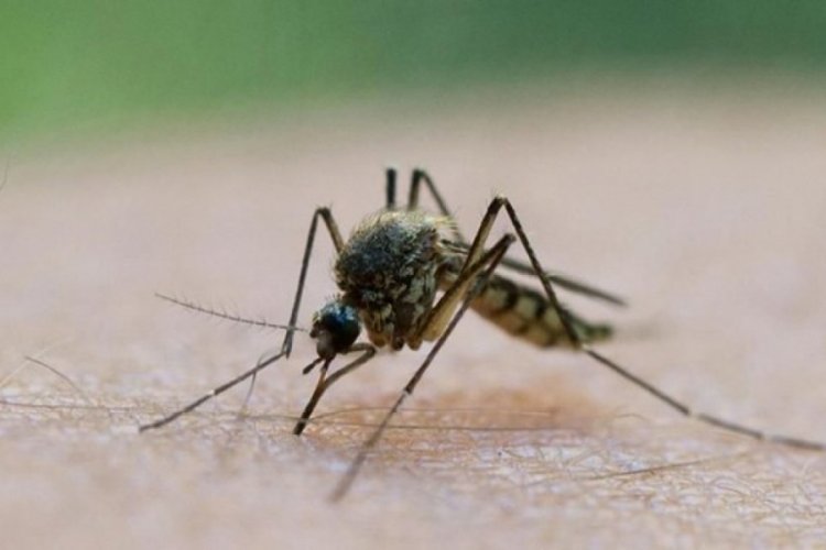 Genetiği değiştirilmiş 750 milyon sivrisinek doğaya salınacak!