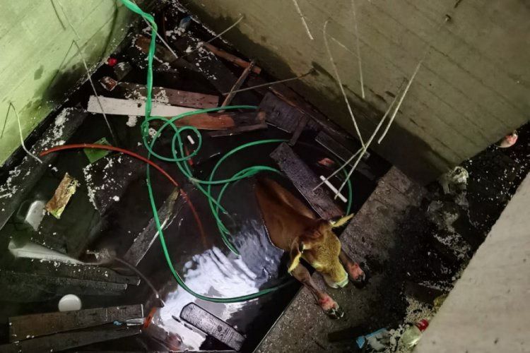 Asans&ouml;r boşluğuna d&uuml;şen inek kurtarıldı