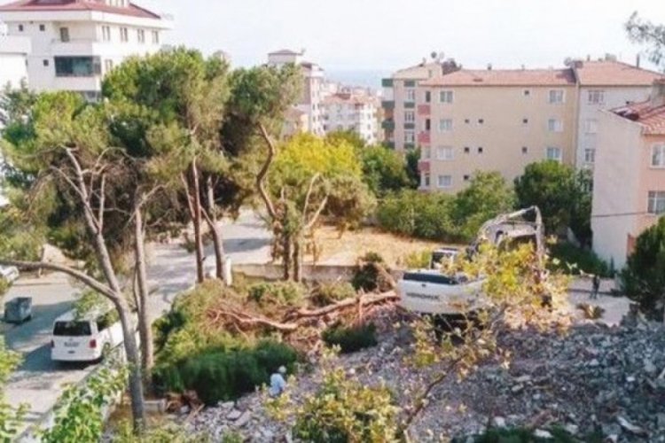 Asırlık ağa&ccedil;ları kesip 'cezası neyse &ouml;deriz' dediler