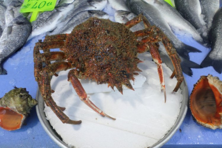Bursa'da satışa &ccedil;ıkan hermit 500 liraya alıcı buldu