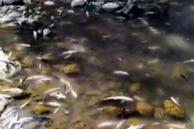 Andırın'da kuruyan &ccedil;aydaki balıklar telef oldu