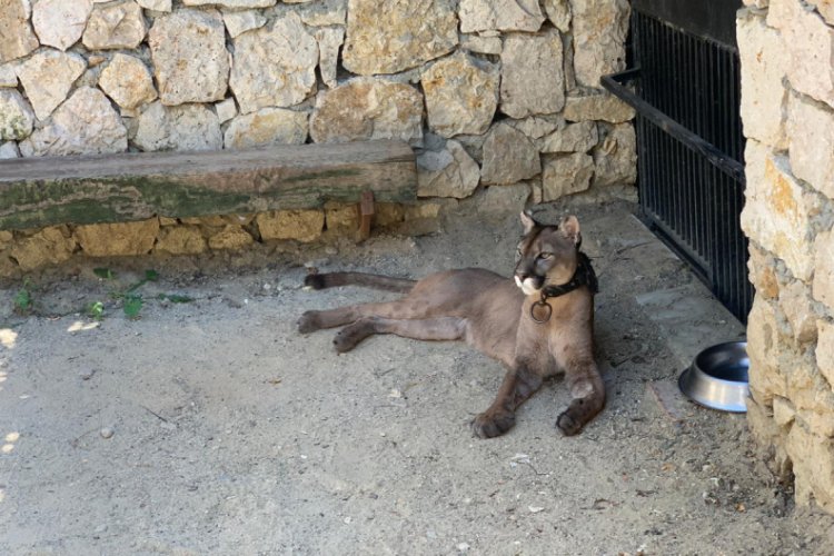 Silah operasyonunda puma, flamingo, iguana &ccedil;ok sayıda havyan ele ge&ccedil;irildi