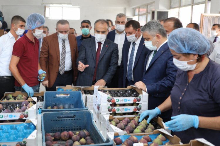 Bursa'dan d&uuml;nya pazarlarına siyah incir ihracatı