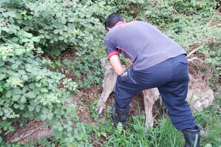 Renk değiştirip, k&ouml;p&uuml;ren dereden su i&ccedil;en k&ouml;pek zehirlendi