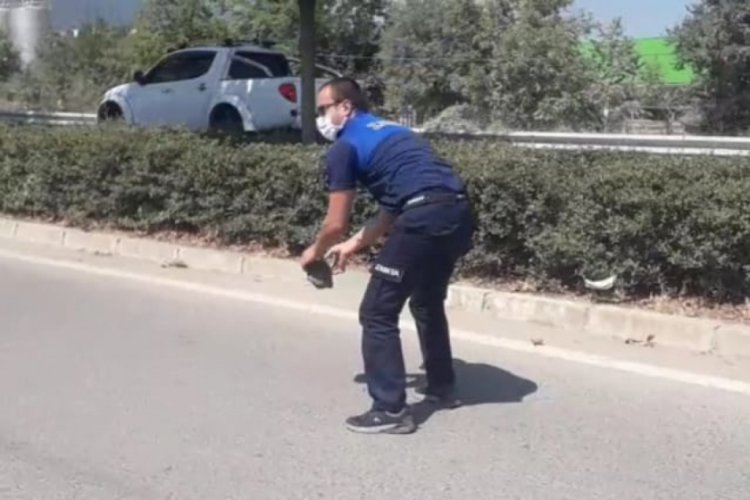 Bursa'da yolda ters duran kaplumbağayı zabıta kurtardı