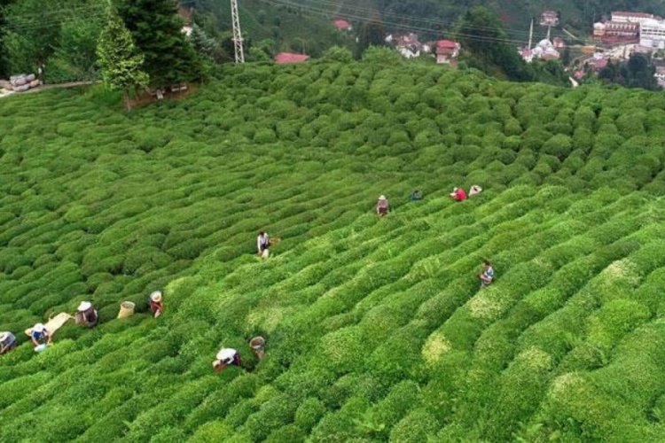 &Ccedil;AYKUR, haziran ayı yaş &ccedil;ay bedeli &ouml;demelerine hafta i&ccedil;i başlayacak