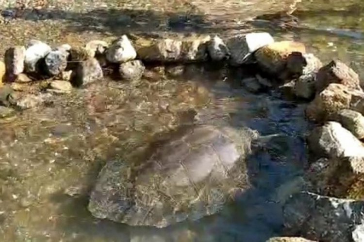 Rahatsızlanan caretta caretta i&ccedil;in seferber oldular
