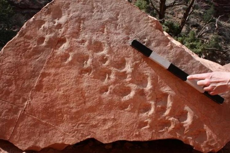 B&uuml;y&uuml;k Kanyon'da yaklaşık 313 milyon yıllık fosil ayak izi bulundu