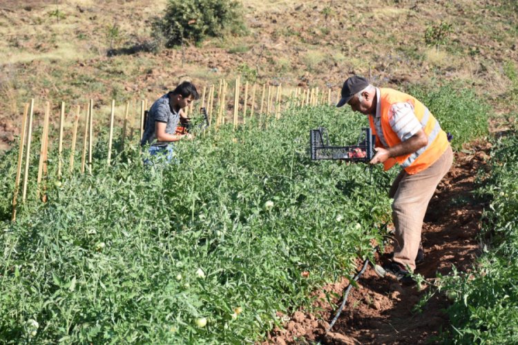 Bursa'da ata tohumları toprakla buluştu