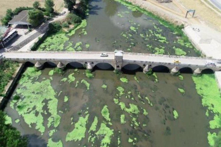 Tunca Nehri'nde 'yosun adacıkları' oluştu!