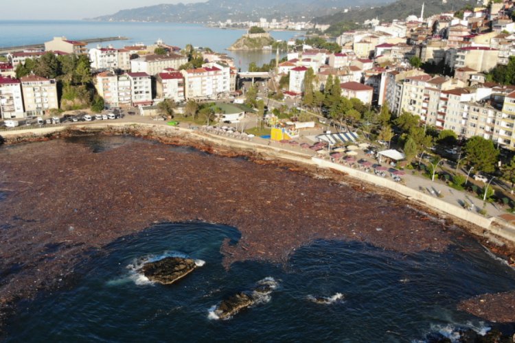 Selin s&uuml;r&uuml;klediği ağa&ccedil;lar deniz y&uuml;zeyini kapladı