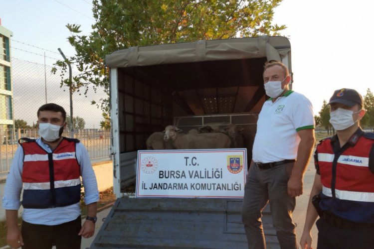 Bursa Yenişehir'de &ccedil;alınan koyunları jandarma buldu