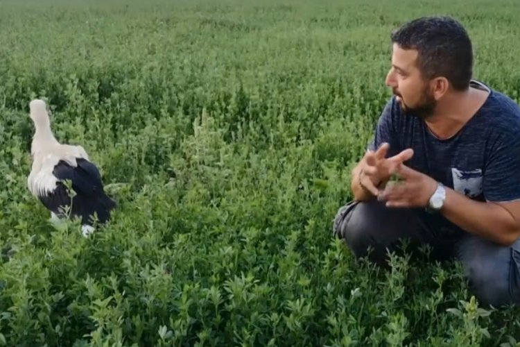 Bursa'da yuvadan d&uuml;şen leyleği u&ccedil;ana kadar elleriyle besledi