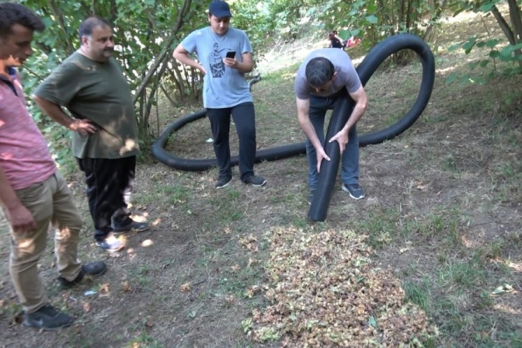 Salgında fındık &uuml;reticisi makineyle hasada y&ouml;neldi