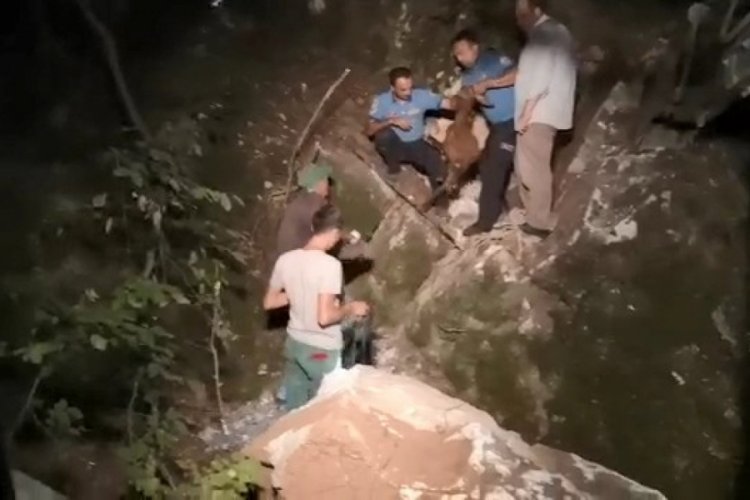 Bursa'da kayalara sıkışan ke&ccedil;iyi 1 saatte kurtardılar