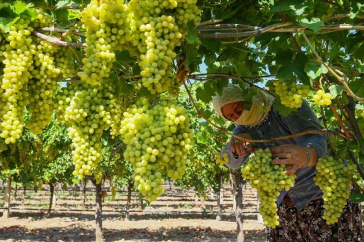 '&Uuml;z&uuml;m&uuml;n başkenti' Manisa'da g&ouml;zler rekolte ve taban fiyat a&ccedil;ıklamasında