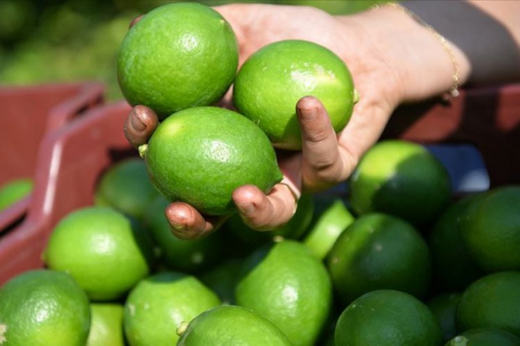 Turun&ccedil;gilde ihracat sezonu erkenci limonla a&ccedil;ılacak