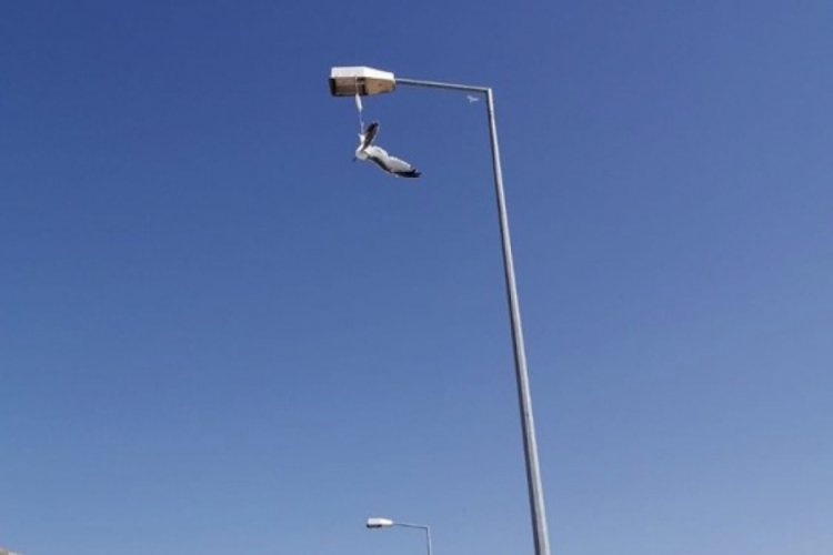 Ayağına maske takılan martı, direkte asılı kaldı