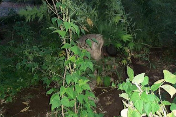 Tarlasına ektiği Hint kenevirlerini sularken, su&ccedil;&uuml;st&uuml; yakalandı