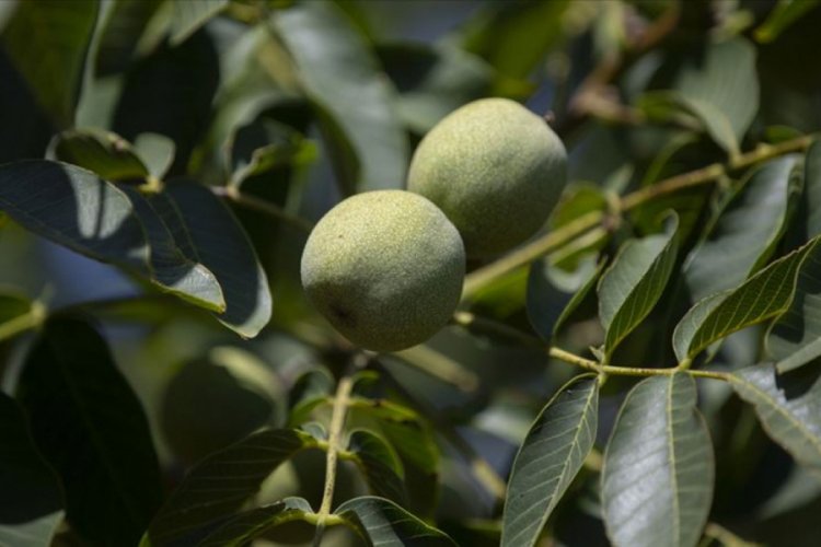 Bakanlıktan zeytin, badem ve cevize yatırım &ccedil;ağrısı