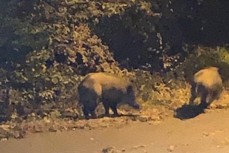 Zonguldak'ta yaban domuzları mahalleye indi