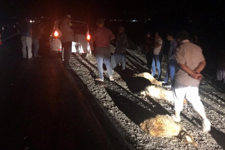 Otomobil koyun s&uuml;r&uuml;s&uuml;ne daldı, 15 hayvan telef oldu